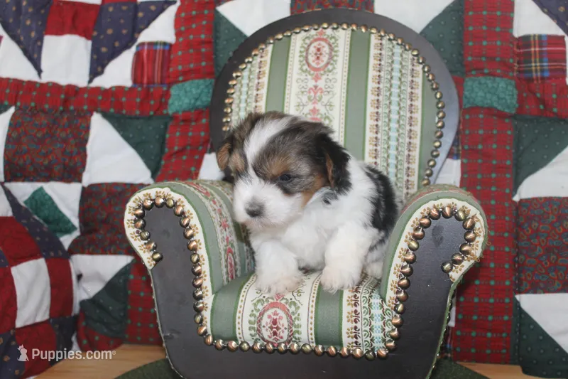 ID # 9186 Female Parti Yorkie – Yorkshire Terrier puppy for sale in Maryville, MO