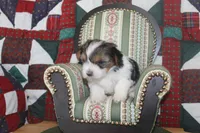 ID # 9186 Female Parti Yorkie, a female Yorkshire Terrier for sale in Maryville, MO – 1 of 5