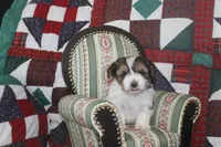 ID # 9186 Female Parti Yorkie, a female Yorkshire Terrier for sale in Maryville, MO – 3 of 5