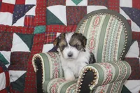 ID # 9186 Female Parti Yorkie, a female Yorkshire Terrier for sale in Maryville, MO – 4 of 5