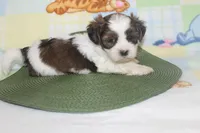 ID # 9839 Male Shorkie , a male Shorkie for sale in Maryville, MO – 5 of 10
