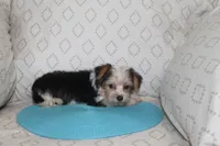 ID # 9200 Small Male Parti Yorkie, a male Yorkshire Terrier for sale in Maryville, MO – 2 of 9