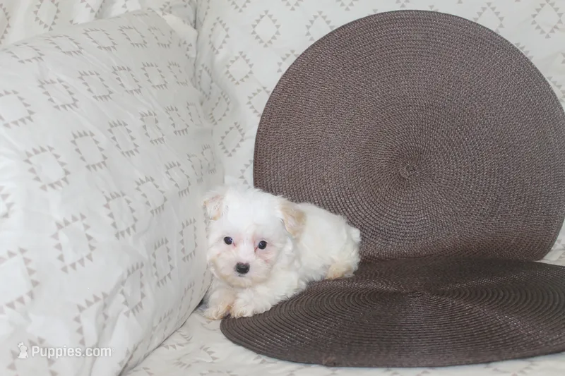 ID # 9846 Small Male Maltese – Maltese puppy for sale in Maryville, MO