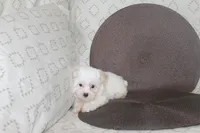 ID # 9846 Small Male Maltese, a male Maltese for sale in Maryville, MO – 1 of 9