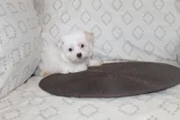 ID #  9850  Tiny Female Morkie , a female Morkie for sale in Maryville, MO – 3 of 7