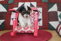 ID # 9196 Female Parti Yorkie, a female Yorkshire Terrier for sale in Maryville, MO – 2 of 6