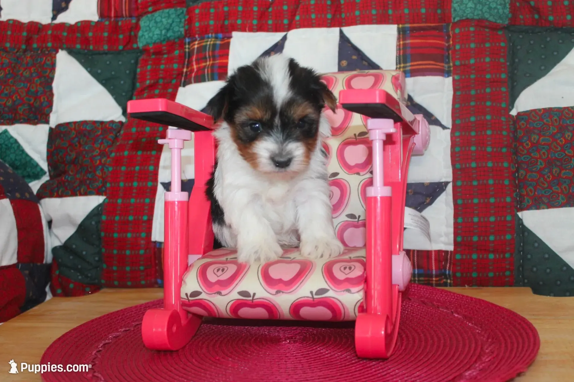 ID # 9196 Female Parti Yorkie, a female Yorkshire Terrier for sale in Maryville, MO – 5 of 5