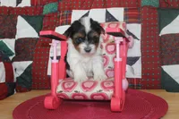 ID # 9196 Female Parti Yorkie, a female Yorkshire Terrier for sale in Maryville, MO – 5 of 6