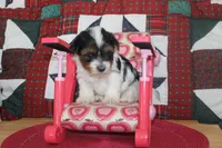 ID # 9196 Female Parti Yorkie, a female Yorkshire Terrier for sale in Maryville, MO – 6 of 6