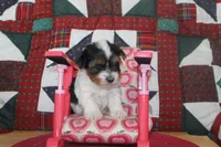 ID # 9196 Female Parti Yorkie, a female Yorkshire Terrier for sale in Maryville, MO – 1 of 6