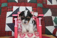 ID # 9196 Female Parti Yorkie, a female Yorkshire Terrier for sale in Maryville, MO – 3 of 6
