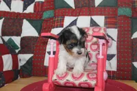 ID # 9196 Female Parti Yorkie, a female Yorkshire Terrier for sale in Maryville, MO – 4 of 6