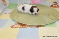 id # 2860 ON HOLD, a female Shih Tzu for sale in Maryville, MO – Photo 3 of 6