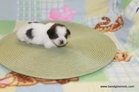 id # 2860 ON HOLD, a female Shih Tzu for sale in Maryville, MO – Photo 5 of 6