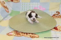 id # 2860 ON HOLD, a female Shih Tzu for sale in Maryville, MO – Photo 2 of 6