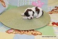 id # 2860 ON HOLD, a female Shih Tzu for sale in Maryville, MO – Photo 6 of 6