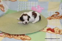 id # 2860 ON HOLD, a female Shih Tzu for sale in Maryville, MO – Photo 1 of 6