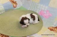 id # 2860 ON HOLD, a female Shih Tzu for sale in Maryville, MO – Photo 4 of 6