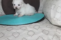 ID # 9849 Female Maltese, a female Maltese for sale in Maryville, MO – 3 of 5