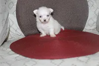 ID # 9840 Small Female Maltese, a female Maltese for sale in Maryville, MO – 5 of 10