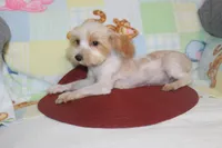 ID # 9207 Small Male Parti Yorkie, a male Yorkshire Terrier for sale in Maryville, MO – 8 of 10
