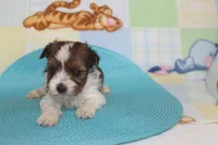 ID # 9836 Male Parti Yorkie, a male Yorkshire Terrier for sale in Maryville, MO – 2 of 7