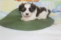 ID # 9839 Male Shorkie , a male Shorkie for sale in Maryville, MO – 8 of 10