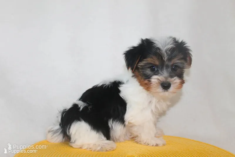 ID # 9196 Female Parti Yorkie – Yorkshire Terrier puppy for sale in Maryville, MO