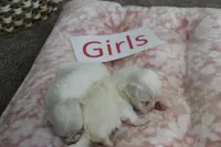 Lucy's Maltese Baby Girls, a male Maltese for sale in Maryville, MO – Photo 4 of 7