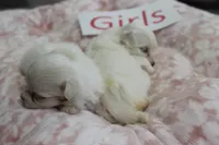 Lucy's Maltese Baby Girls, a male Maltese for sale in Maryville, MO – Photo 3 of 7