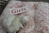 Lucy's Maltese Baby Girls, a male Maltese for sale in Maryville, MO – Photo 5 of 7