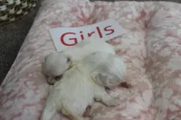 Lucy's Maltese Baby Girls, a male Maltese for sale in Maryville, MO – Photo 2 of 7