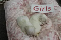 Lucy's Maltese Baby Girls, a male Maltese for sale in Maryville, MO – Photo 6 of 7