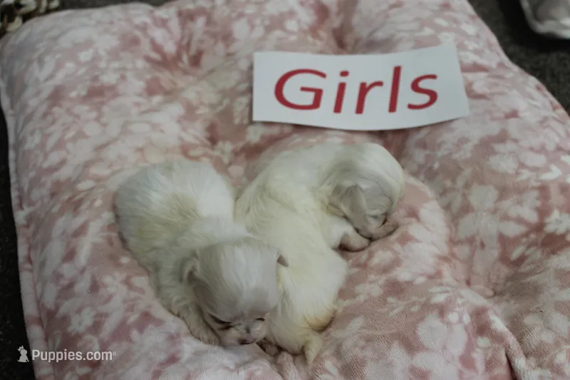Lucy's Maltese Baby Girls