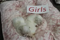 Lucy's Maltese Baby Girls, a male Maltese for sale in Maryville, MO – Photo 1 of 7