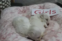 Lucy's Maltese Baby Girls, a male Maltese for sale in Maryville, MO – Photo 7 of 7