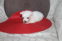 ID # 9857 Small Male Maltese, a male Maltese for sale in Maryville, MO – 8 of 10
