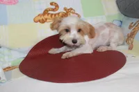 ID # 9207 Small Male Parti Yorkie, a male Yorkshire Terrier for sale in Maryville, MO – 6 of 10