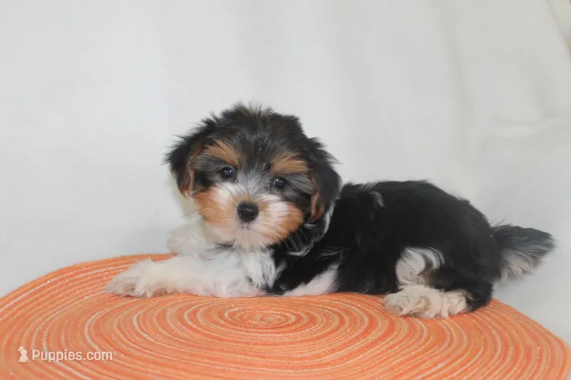 ID E 9208 Small Male Parti Yorkie – Yorkshire Terrier puppy for sale in Maryville, MO