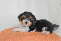 ID E 9208 Small Male Parti Yorkie, a male Yorkshire Terrier for sale in Maryville, MO – 1 of 9