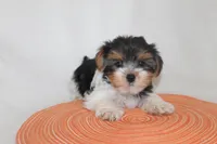 ID E 9208 Small Male Parti Yorkie, a male Yorkshire Terrier for sale in Maryville, MO – 3 of 9