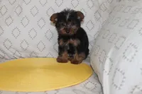 ID # 9852 Tiny Male Yorkie, a male Yorkshire Terrier for sale in Maryville, MO – 8 of 8