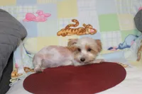 ID # 9207 Small Male Parti Yorkie, a male Yorkshire Terrier for sale in Maryville, MO – 4 of 10