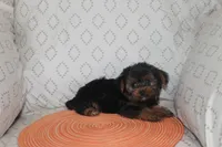 ID # 9855 Small Male Yorkie, a male Yorkshire Terrier for sale in Maryville, MO – 5 of 8