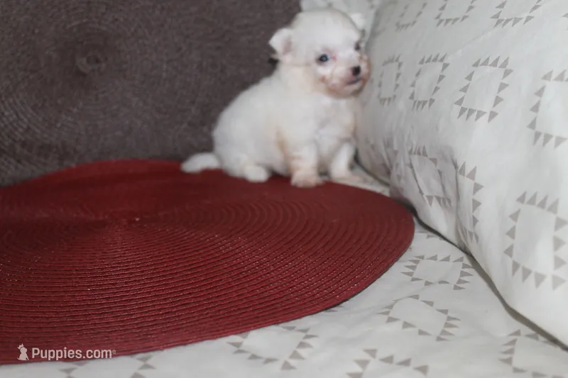 ID # 9840 Small Female Maltese – Maltese puppy for sale in Maryville, MO