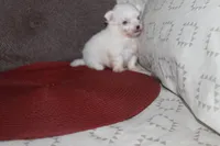 ID # 9840 Small Female Maltese, a female Maltese for sale in Maryville, MO – 1 of 10