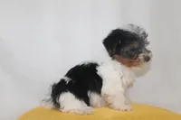 ID # 9196 Female Parti Yorkie, a female Yorkshire Terrier for sale in Maryville, MO – 3 of 5
