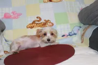 ID # 9207 Small Male Parti Yorkie, a male Yorkshire Terrier for sale in Maryville, MO – 7 of 10