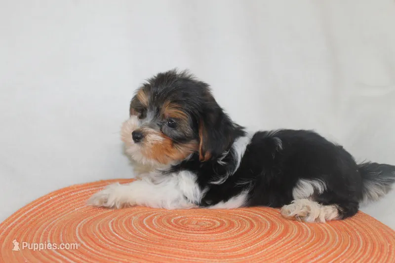 ID E 9208 Small Male Parti Yorkie – Yorkshire Terrier puppy for sale in Maryville, MO