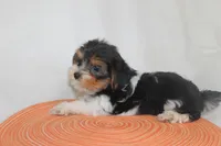 ID E 9208 Small Male Parti Yorkie, a male Yorkshire Terrier for sale in Maryville, MO – 2 of 9